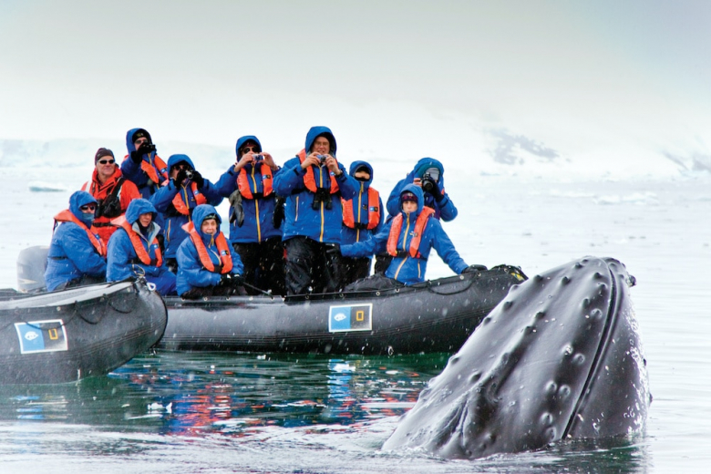 За браконьерский вылов кита могут оштрафовать почти на 2 млн рублей